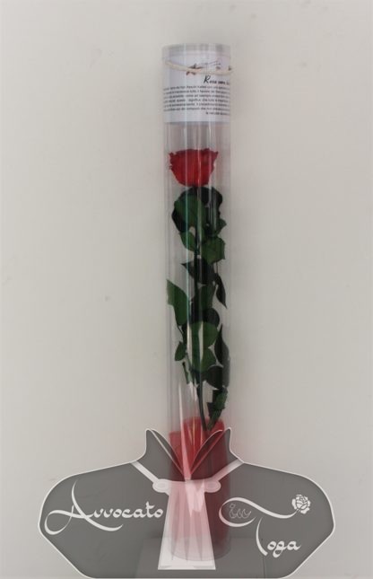 rosa rossa naturale con stelo stabilizzata