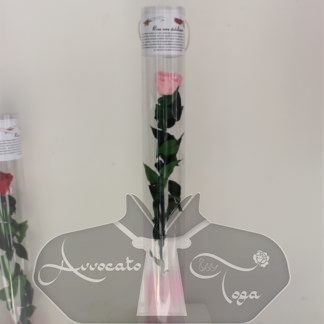 idea regalo rosa stabilizzata