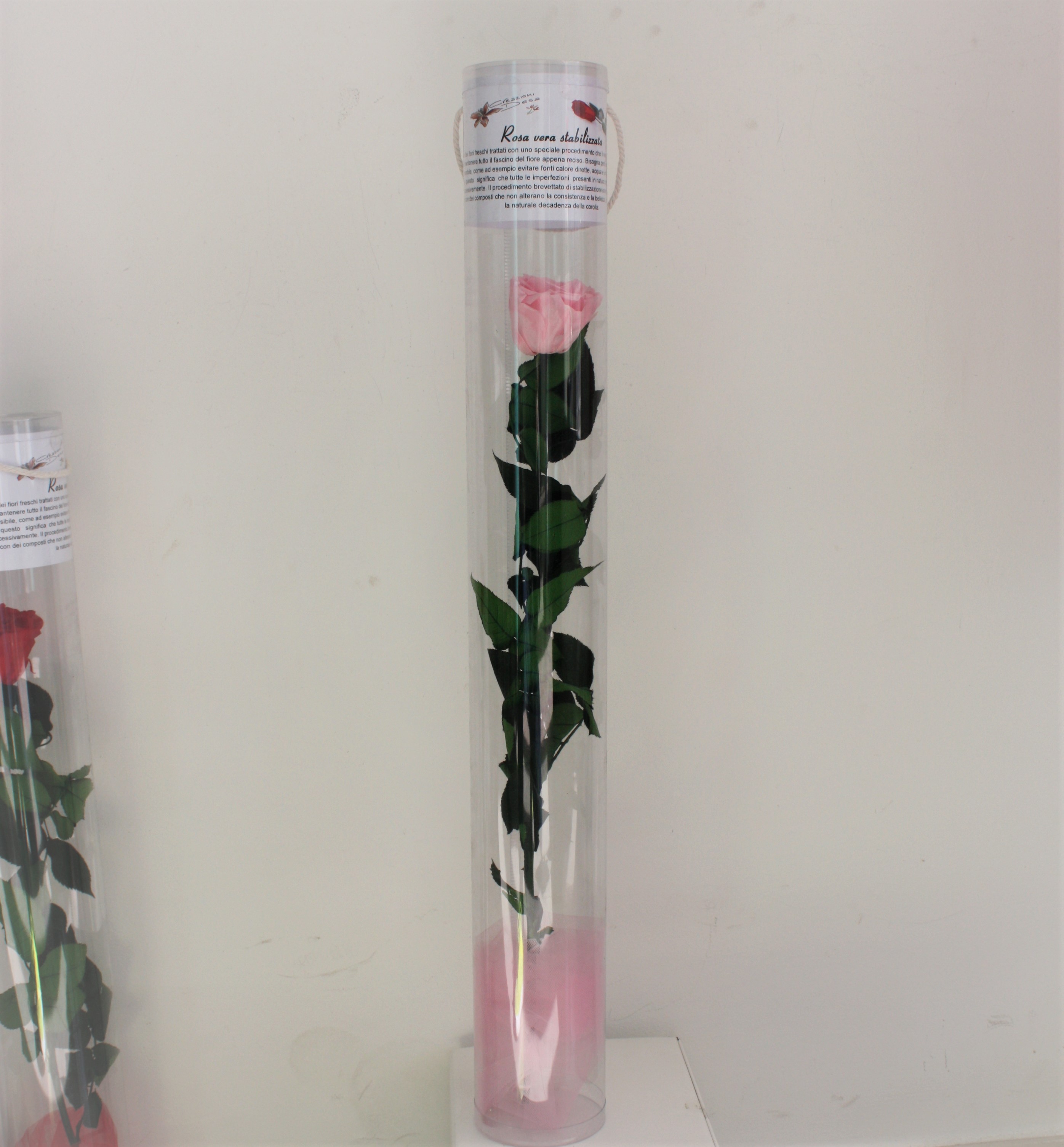 Idea regalo Rosa colore rosa naturale stabilizzata con stelo Avvocato in  Toga