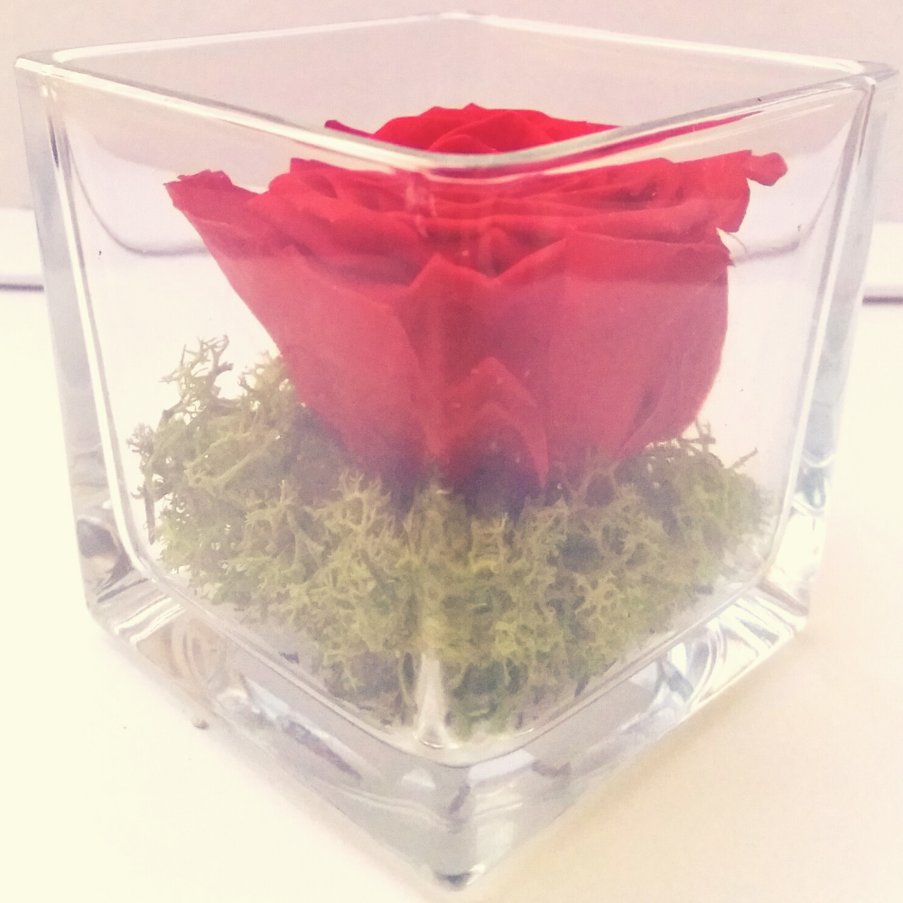 Idea regalo Rosa rossa naturale stabilizzata in cubo vetro